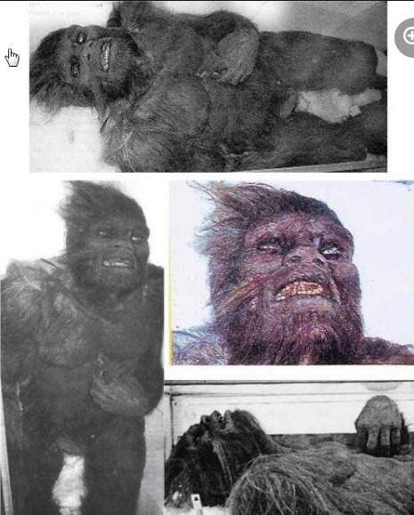 Yeti de Bourganeuf
