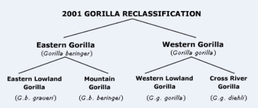 File:Gorilla classification.jpg
