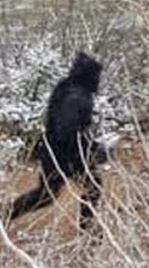 Bigfoot sighted near Silverton