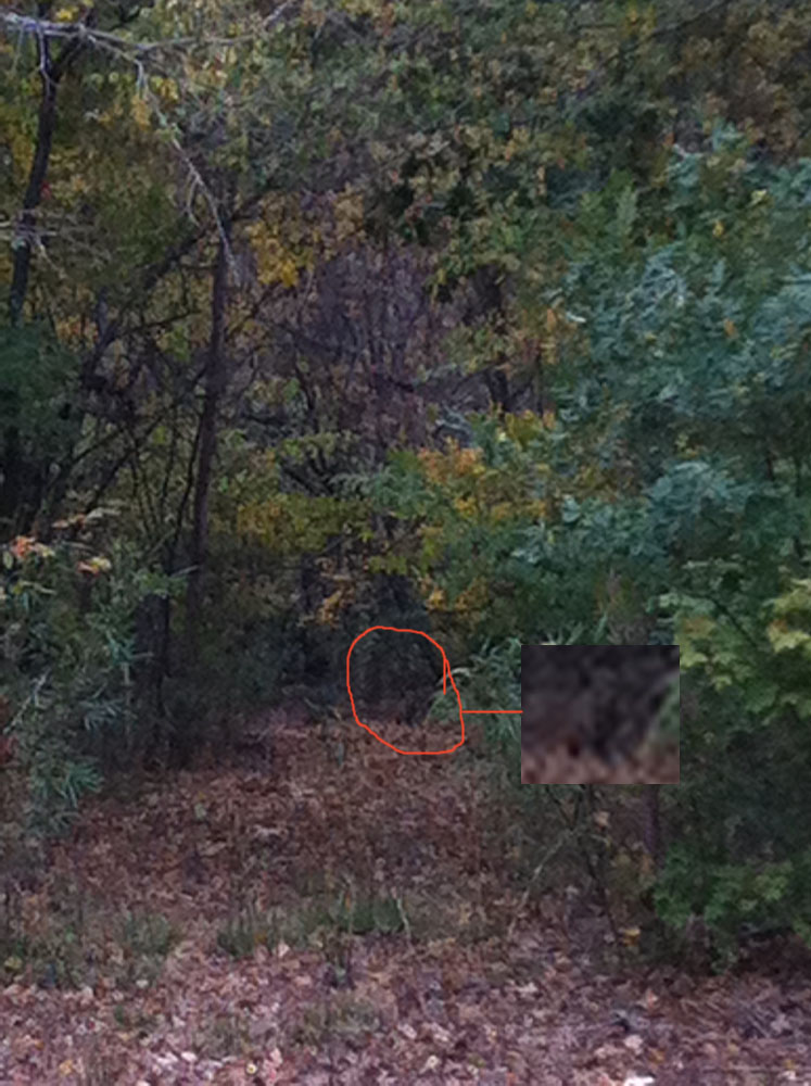 The first picture where the juvenile is going across the trail towards the bushes