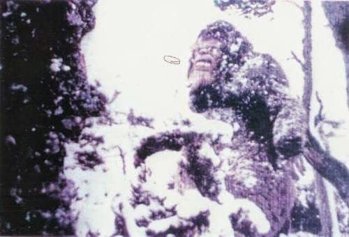 Moiye Springs Bigfoot trail cam photos