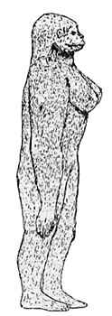 Roe