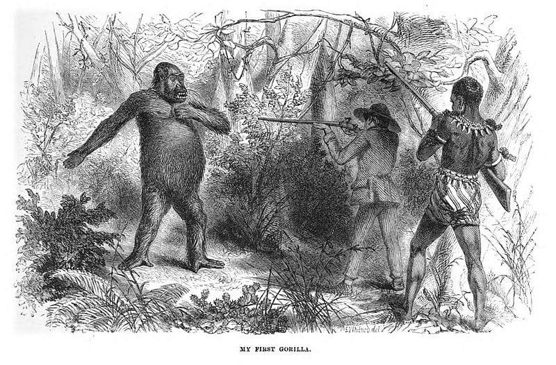 The explorer Paul Du Chaillu was the first westerner to see a live gorilla during his travel through western equatorial Africa from 1856 to 1859. He brought dead specimens to the UK in 1861. Still wasn't recognized and officially classified until 1902