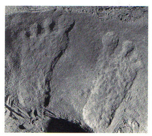 File:380904 10151109516805721 1989673778 n.jpg