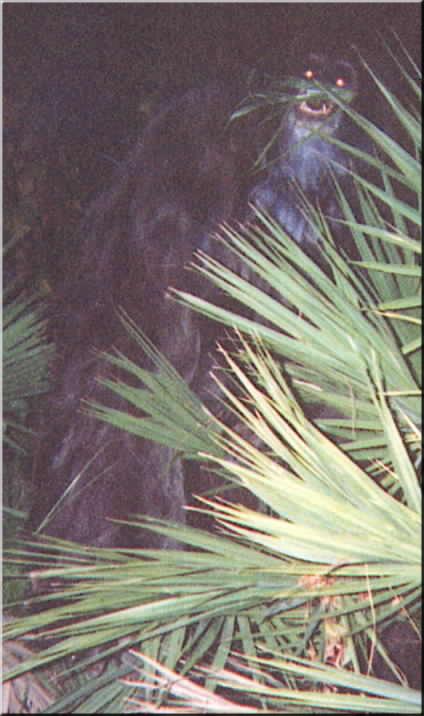 MYAKKA SKUNK APE PHOTOS of 2000