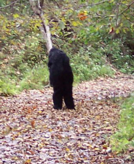Fulton County, Illinois Bigfoot?