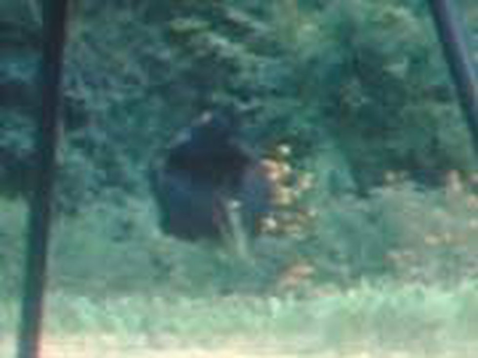 Kentucky Deer Feeder Trail Cam Photo 2