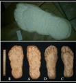 1982 Grays Harbor Hereford Bigfoot print cast.jpg
