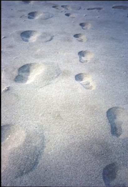 File:381865 10150961077345721 1553275978 n.jpg