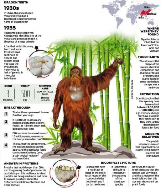 File:Asian king kong.jpg
