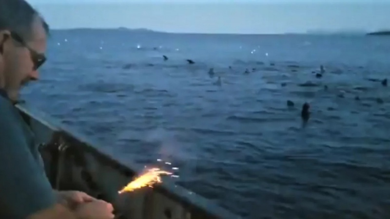 File:Sewid sea lions.jpg