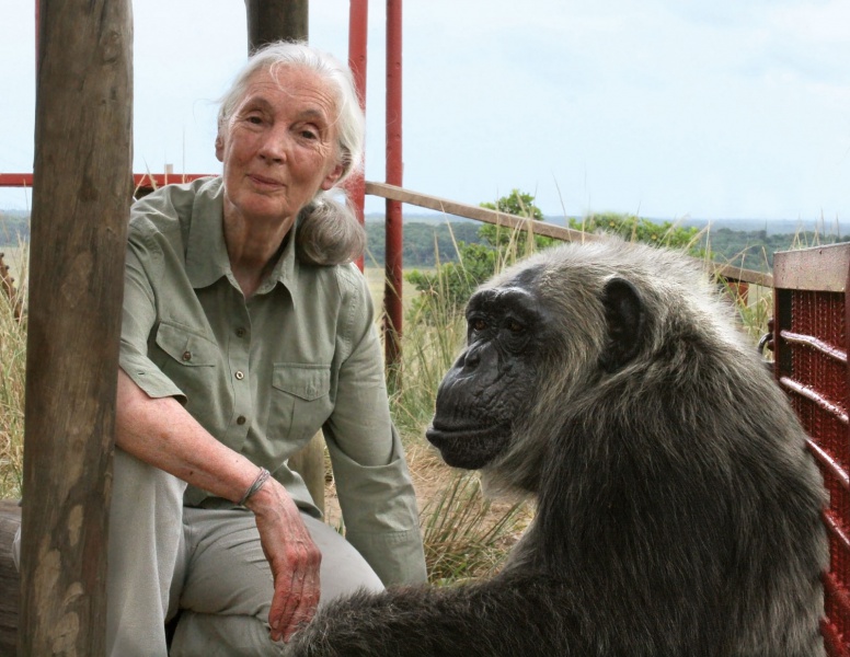 File:Jane-Goodall-chimpanzee.jpg