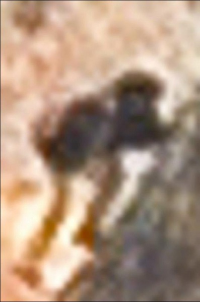 File:394730 10151147193715721 450116093 n.jpg