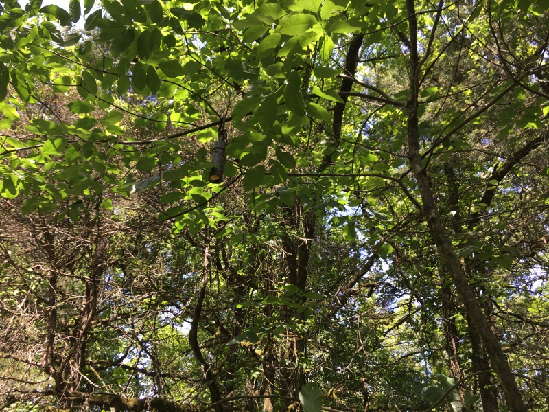 File:Drop Box in tree.jpg