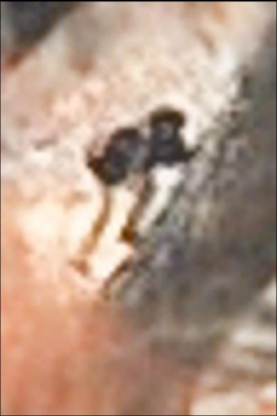 File:387350 10151147195020721 529769060 n.jpg