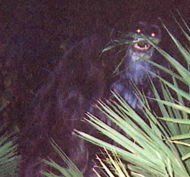 File:Myakka.jpg