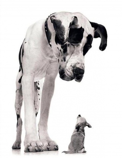File:Students-dont-have-to-be-intimidated-by-evolution-1716.jpg
