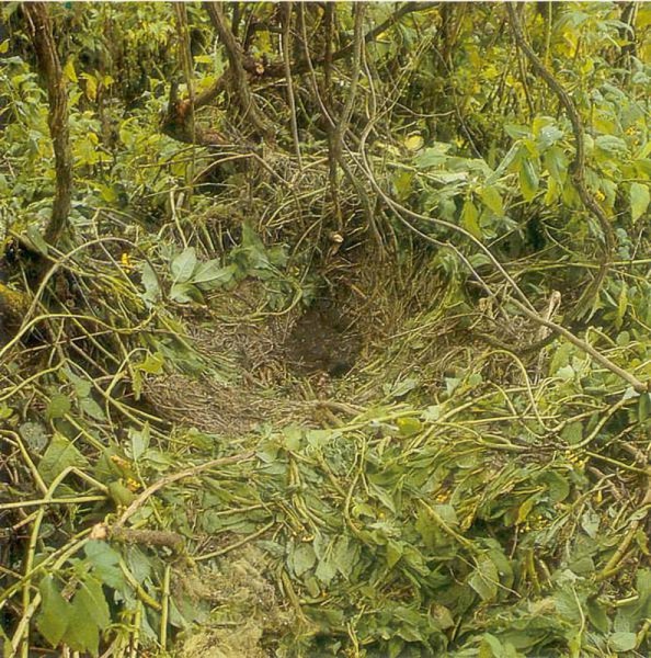 File:Gorilla nest.jpg
